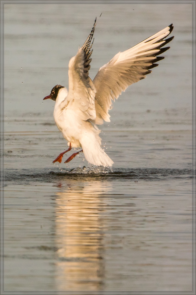 20140518 3668 [NIKON 1 V3] 600 mm,1 2000 Sek. bei ƒ   5,6