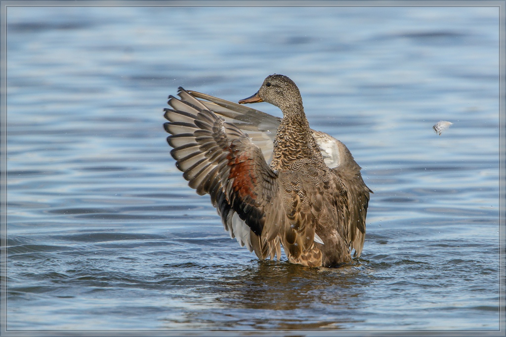 20140525 8646 [NIKON D7100] 850 mm,1 2000 Sek. bei ƒ   8,0