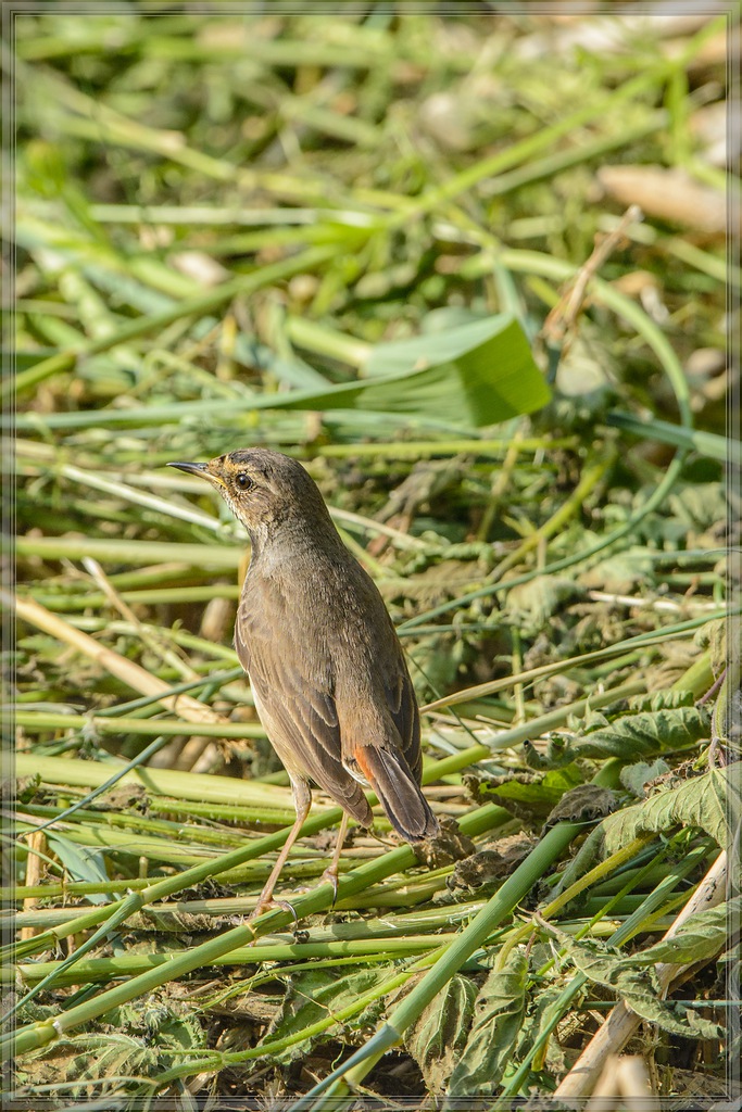 20140531 8803 [NIKON D7100] 600 mm,1 1250 Sek. bei ƒ   8,0