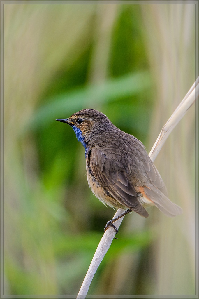 20140531 8809 [NIKON D7100] 600 mm,1 400 Sek. bei ƒ   8,0