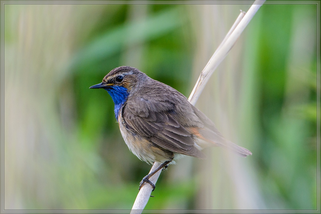 20140531 8814 [NIKON D7100] 600 mm,1 400 Sek. bei ƒ   8,0