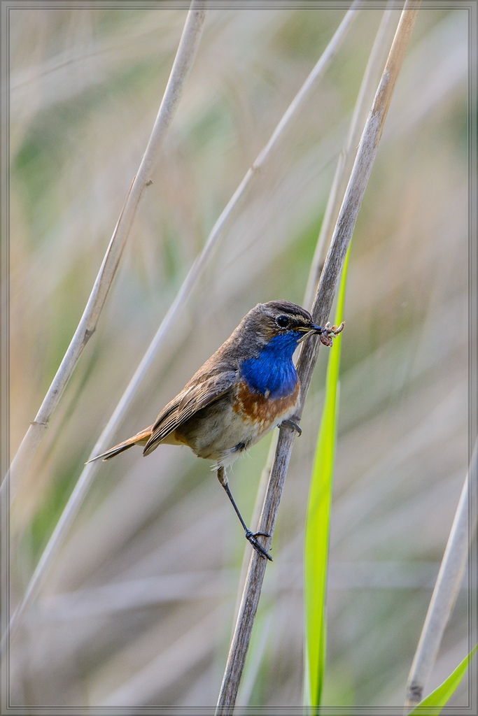 20140531 8855 [NIKON D7100] 600 mm,1 400 Sek. bei ƒ   8,0