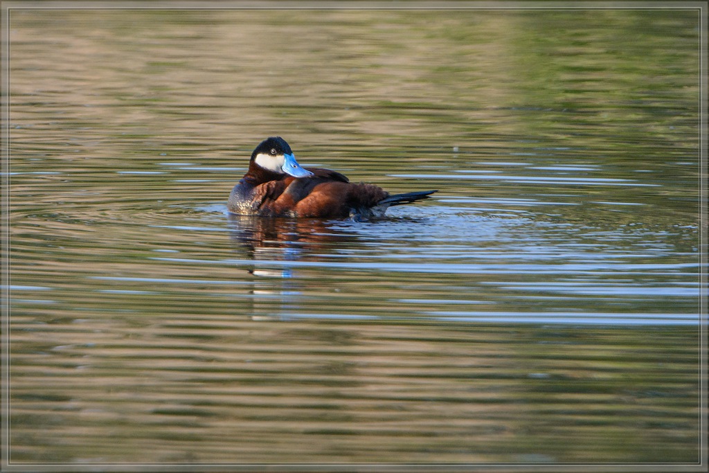 20140602 9295 [NIKON D7100] 850 mm,1 1000 Sek. bei ƒ   5,6