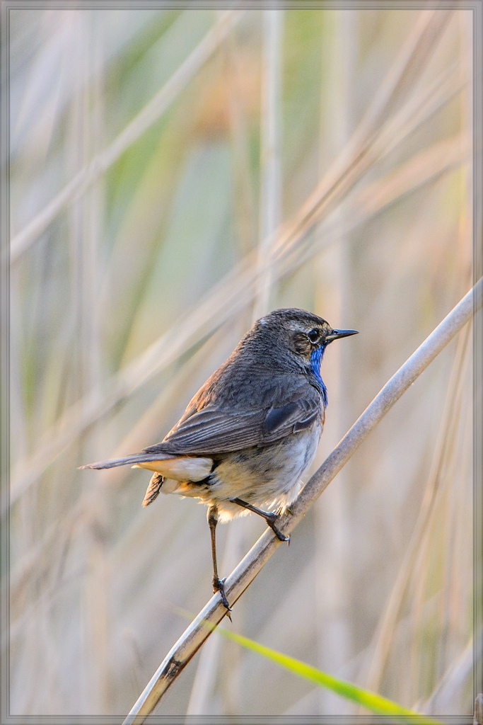 20140602 9401 [NIKON D7100] 850 mm,1 400 Sek. bei ƒ   5,6