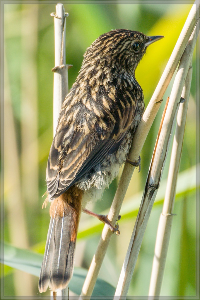20140606 4158 [NIKON 1 V3] 400 mm,1 250 Sek. bei ƒ   5,6