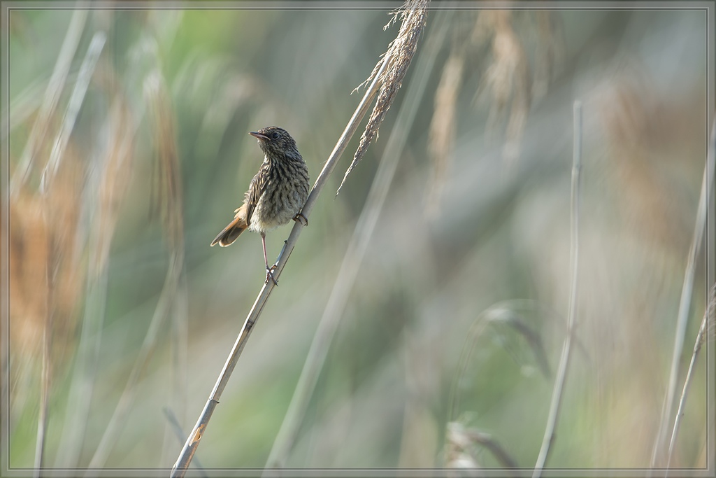 20140606 7065 [NIKON D4] 600 mm,1 640 Sek. bei ƒ   5,6