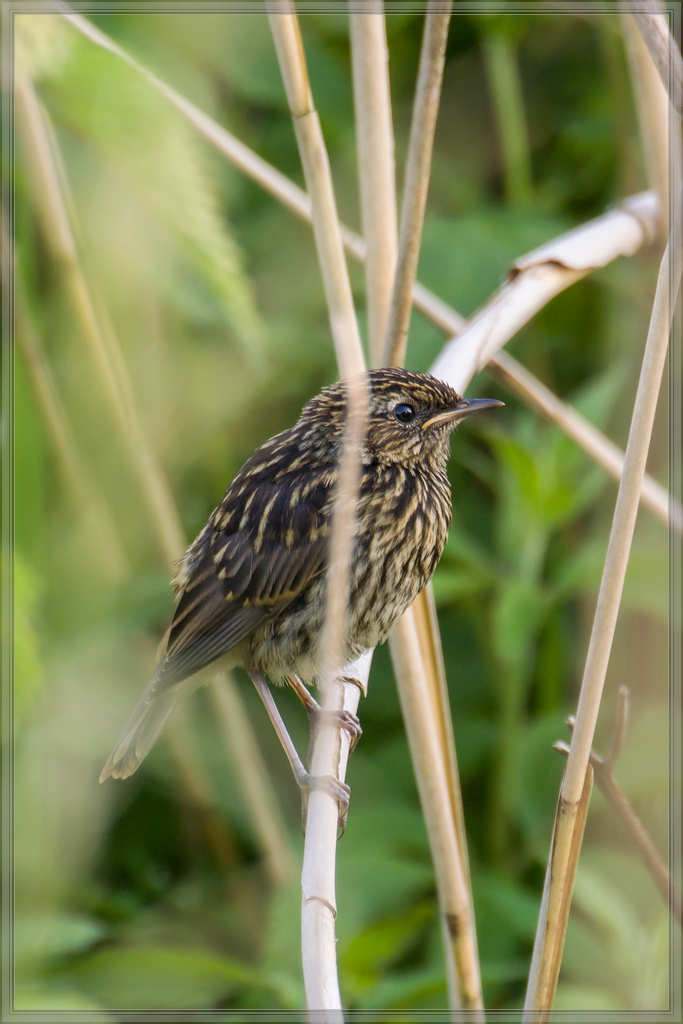 20140609 4352 [NIKON 1 V3] 400 mm,1 60 Sek. bei ƒ   5,6 2