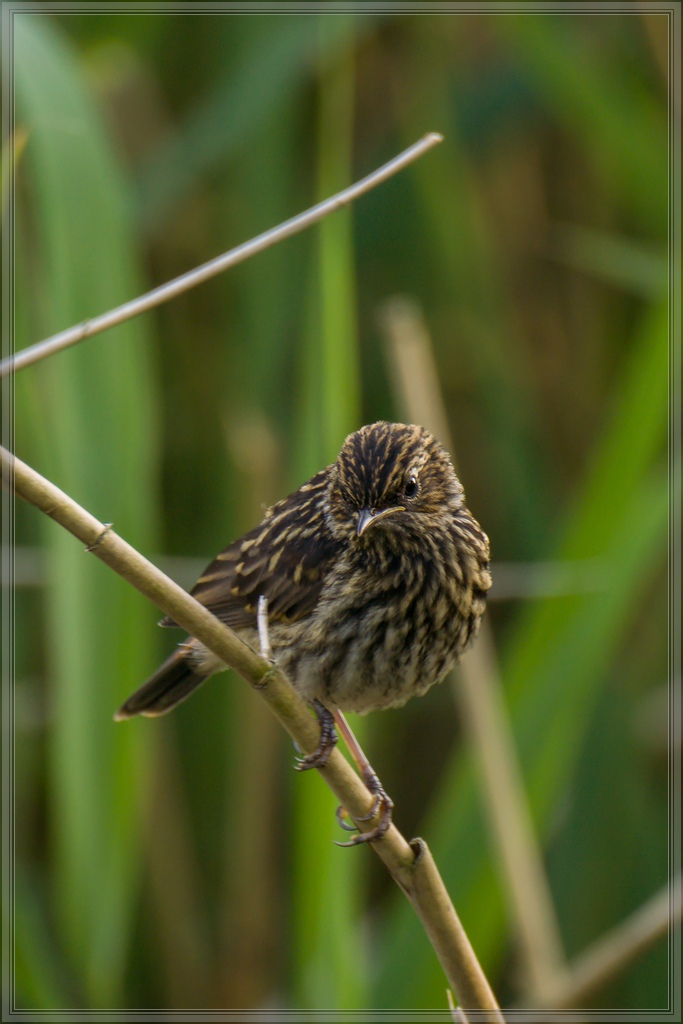 20140609 4392 [NIKON 1 V3] 400 mm,1 60 Sek. bei ƒ   5,6 2