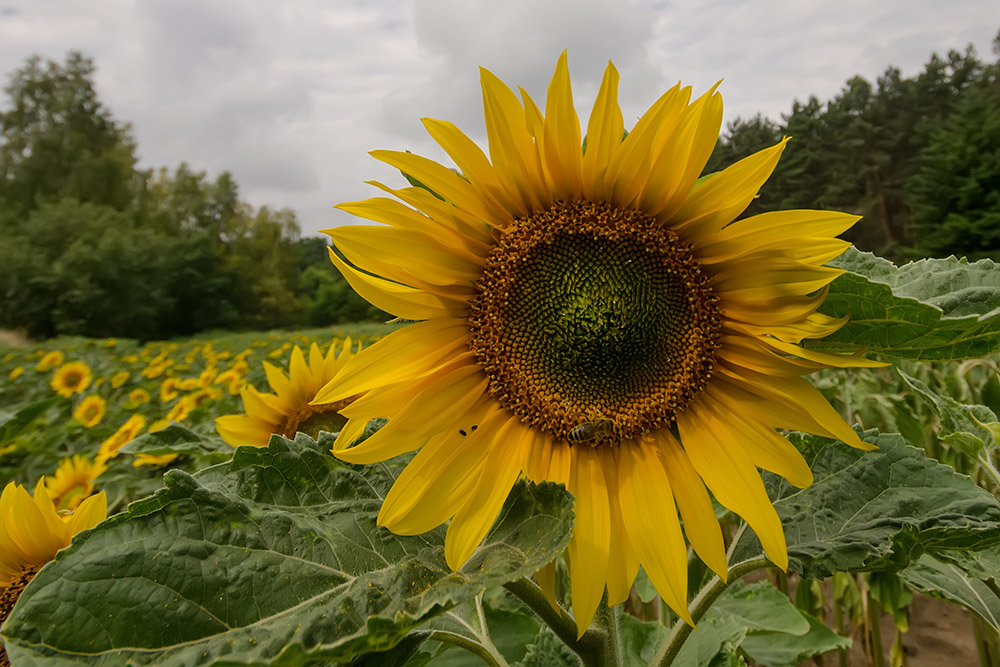 20140625 DSC3510 Sonnenblume mit Biene