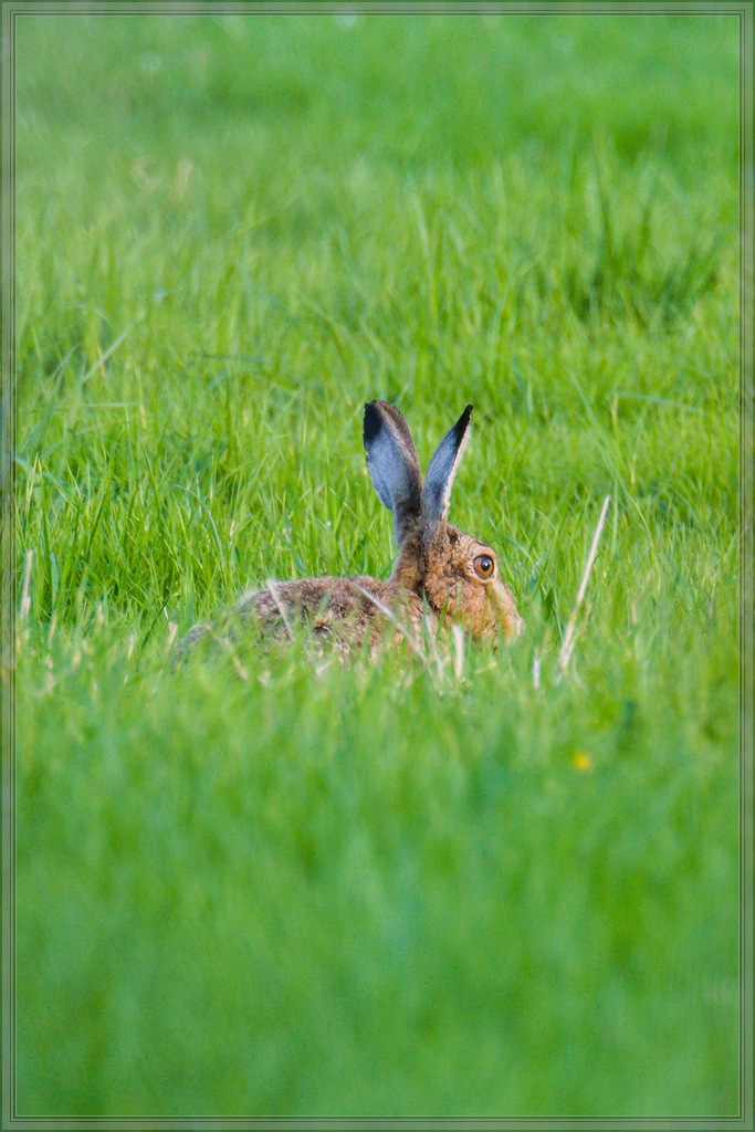 20140626 4848 [NIKON 1 V3] 400 mm,1 200 Sek. bei ƒ   5,6