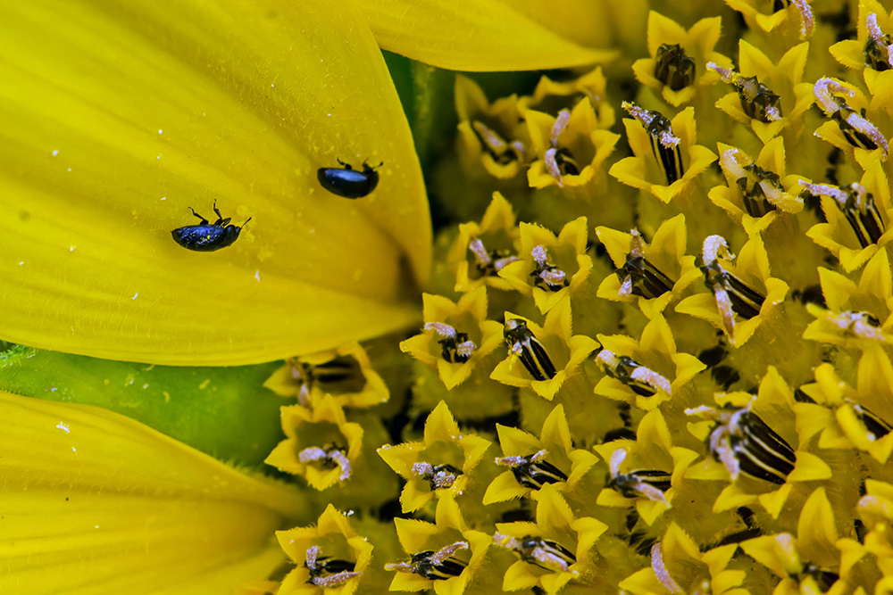20140626 DSC3546 Käfer auf Sonnenblume bearbeitet 1