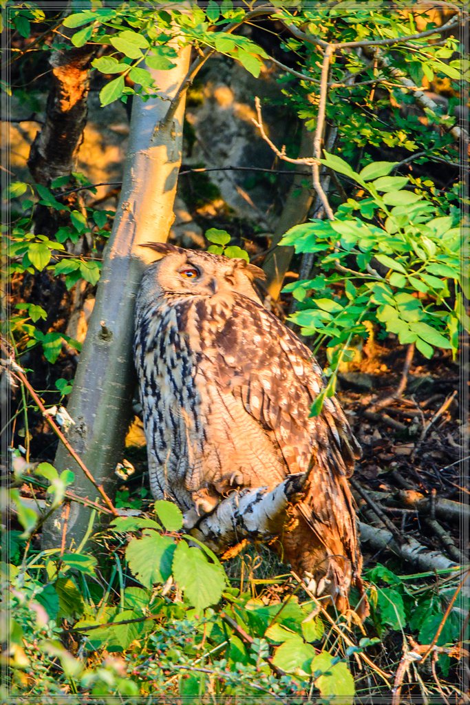 20140703 0513 [NIKON D7100] 850 mm,1 25 Sek. bei ƒ   5,6 2