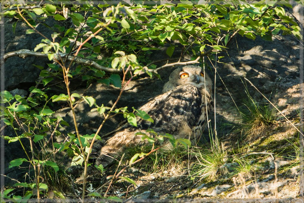 20140703 5030 [NIKON 1 V3] 600 mm,1 60 Sek. bei ƒ   4,0 2