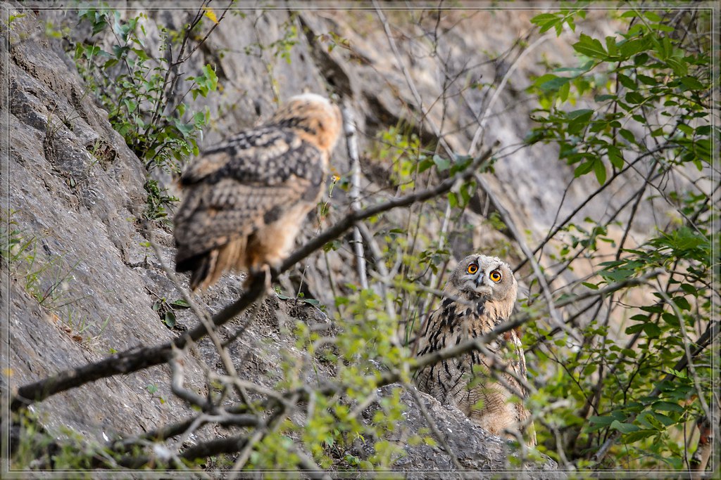 20140703 7763 [NIKON D4] 600 mm,1 60 Sek. bei ƒ   6,3