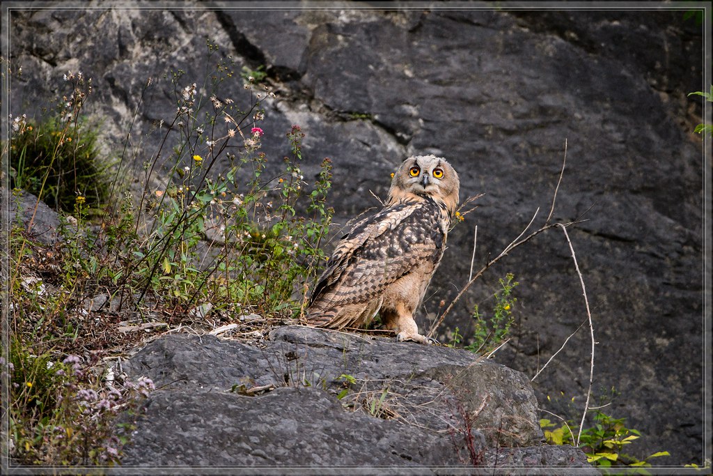 20140703 7784 [NIKON D4] 600 mm,1 250 Sek. bei ƒ   4,0