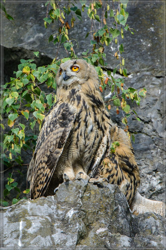 20140706 0530 [NIKON D7100] 850 mm,1 1000 Sek. bei ƒ   5,6
