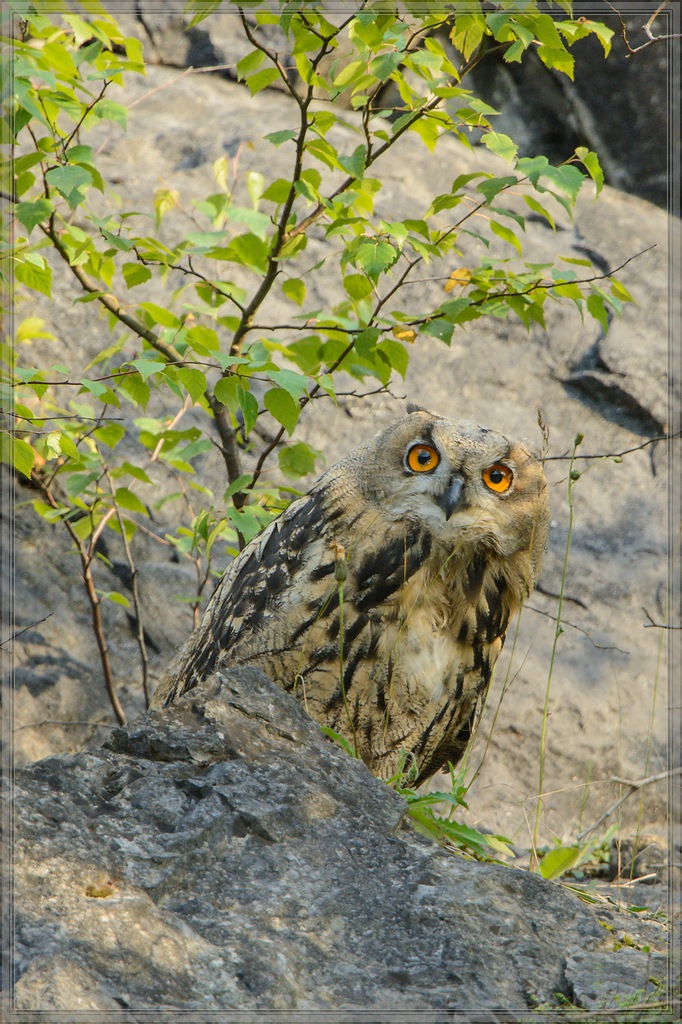 20140706 0554 [NIKON D7100] 850 mm,1 250 Sek. bei ƒ   7,1