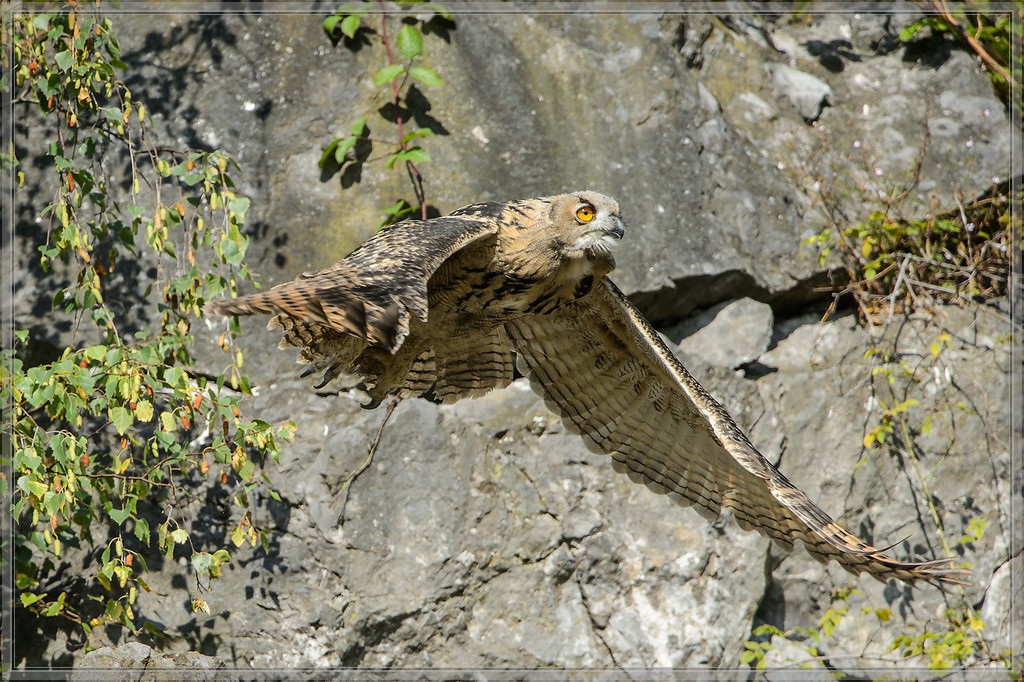 20140706 7845 [NIKON D4] 850 mm,1 2000 Sek. bei ƒ   7,1 Bearbeitet