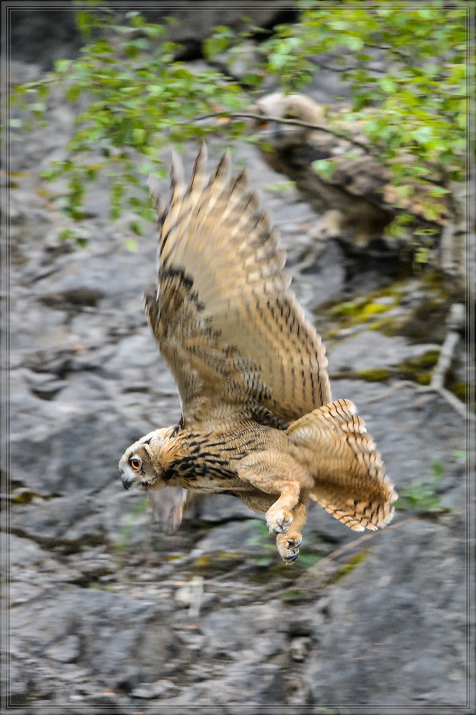 20140706 8715 [NIKON D4] 600 mm,1 200 Sek. bei ƒ   4,0
