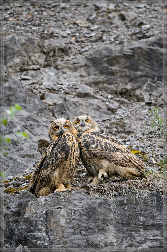 20140706 8901 [NIKON D4] 600 mm,1 400 Sek. bei ƒ   4,0