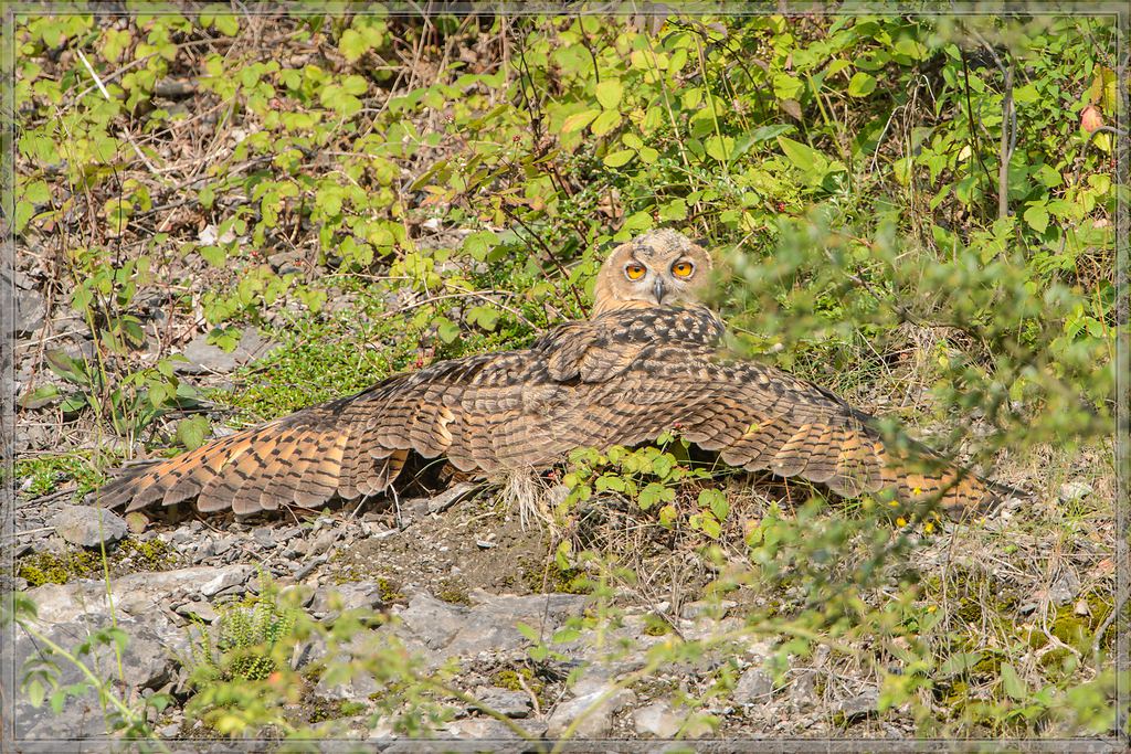20140710 9062 [NIKON D4] 850 mm,1 1000 Sek. bei ƒ   7,1