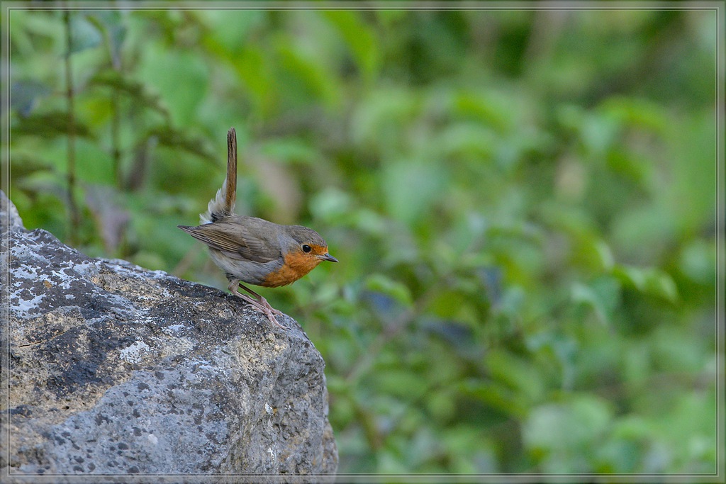 20140710 9242 [NIKON D4] 600 mm,1 400 Sek. bei ƒ   6,3