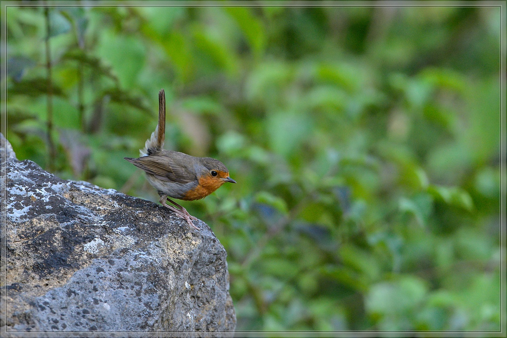 20140710 9242 [NIKON D4] 600 mm,1 400 Sek. bei ƒ   6,3