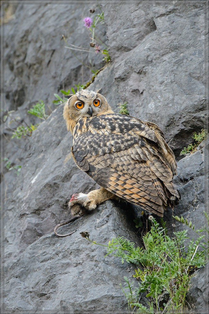 20140710 9268 [NIKON D4] 600 mm,1 320 Sek. bei ƒ   6,3 2