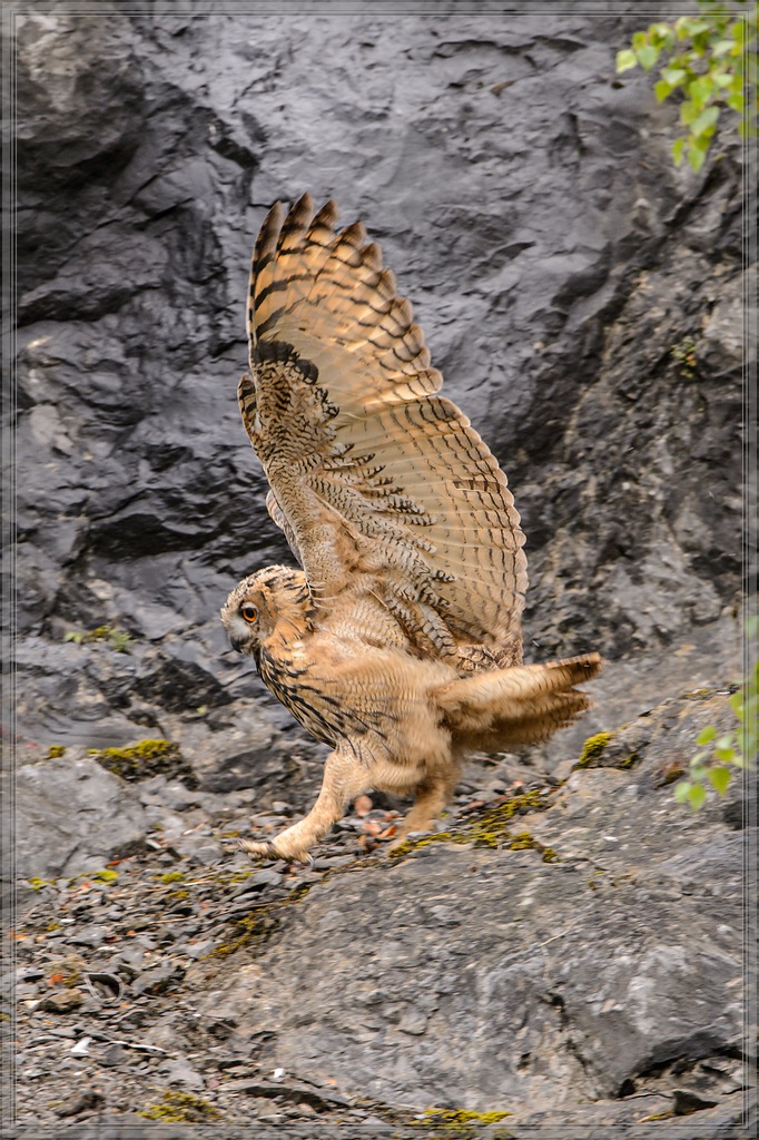 20140713 9951 [NIKON D4] 600 mm,1 250 Sek. bei ƒ   7,1