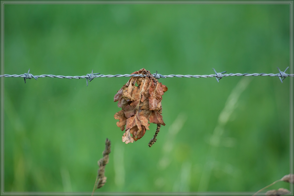 20140725 5577 [NIKON 1 V3] 300 mm,1 125 Sek. bei ƒ   5,6