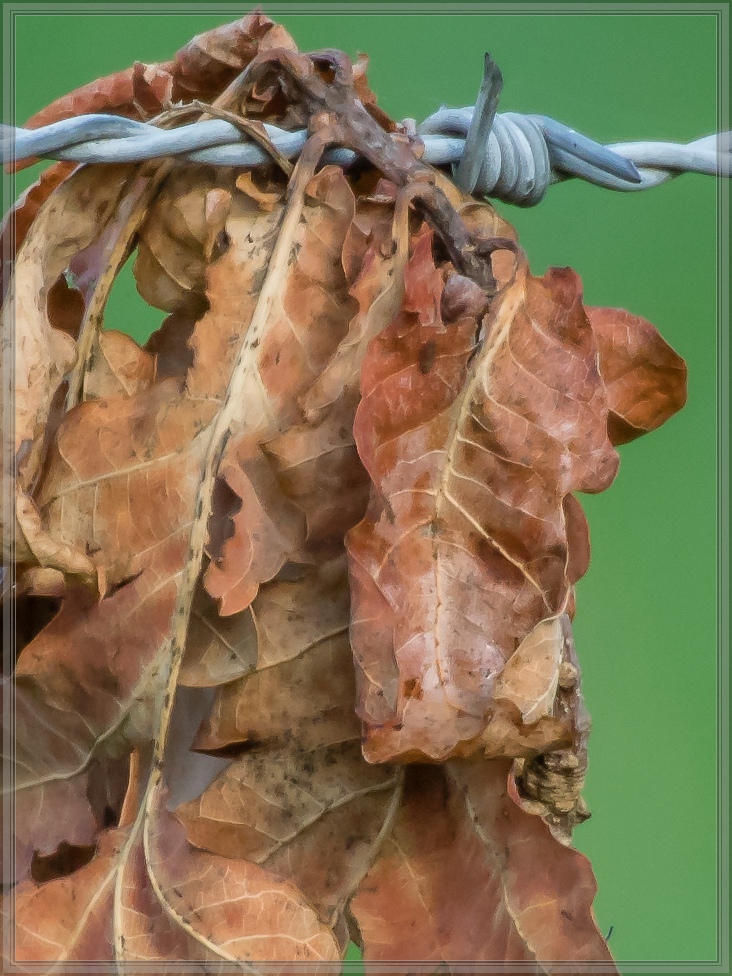 20140725 5578 [NIKON 1 V3] 300 mm,1 125 Sek. bei ƒ   5,6 2