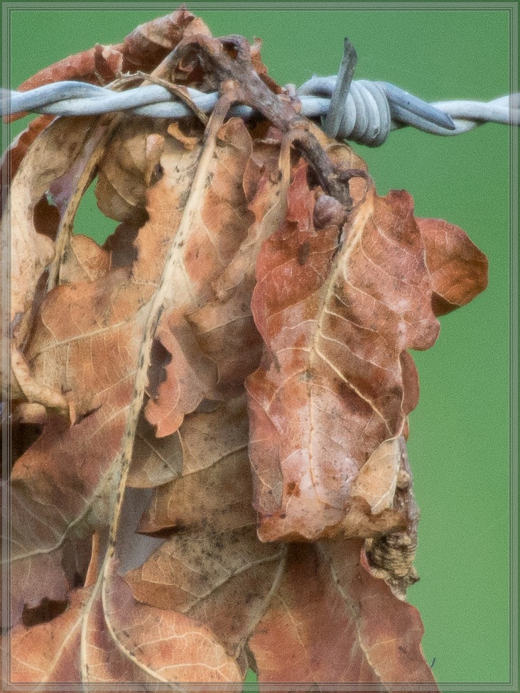 20140725 5578 [NIKON 1 V3] 300 mm,1 125 Sek. bei ƒ   5,6