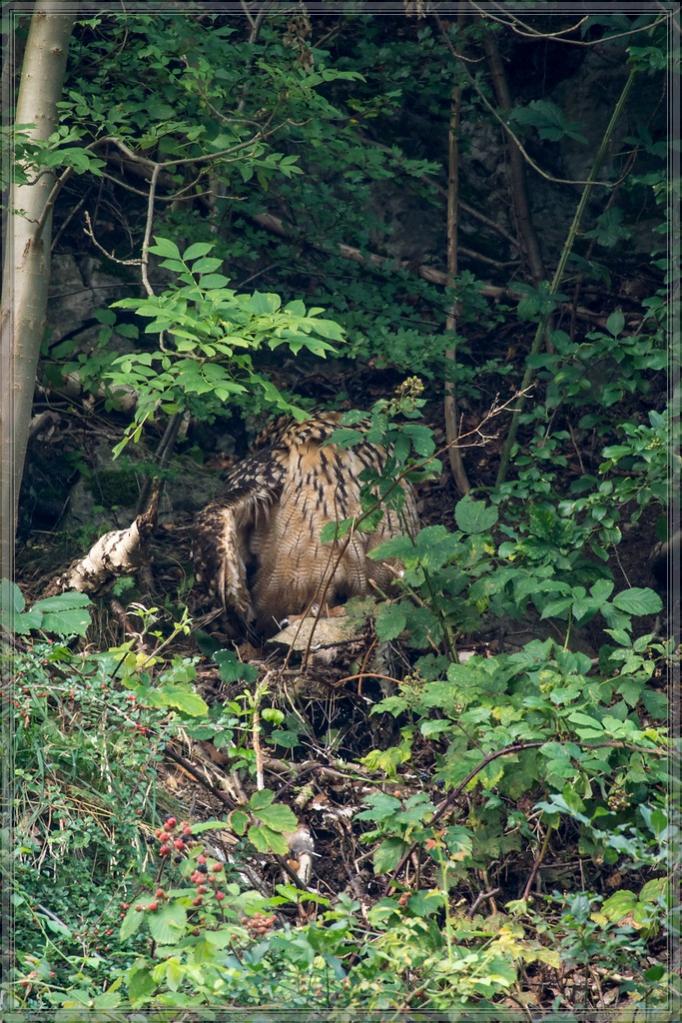 20140727 5791 [NIKON 1 V3] 300 mm,1 15 Sek. bei ƒ   5,6