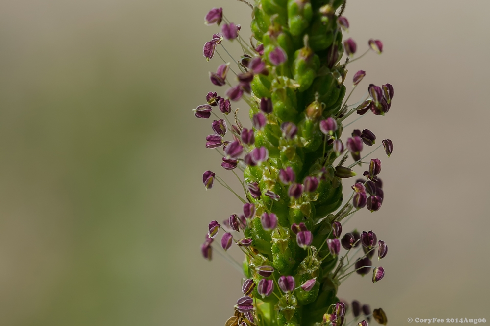 20140806 DSC 0103nf