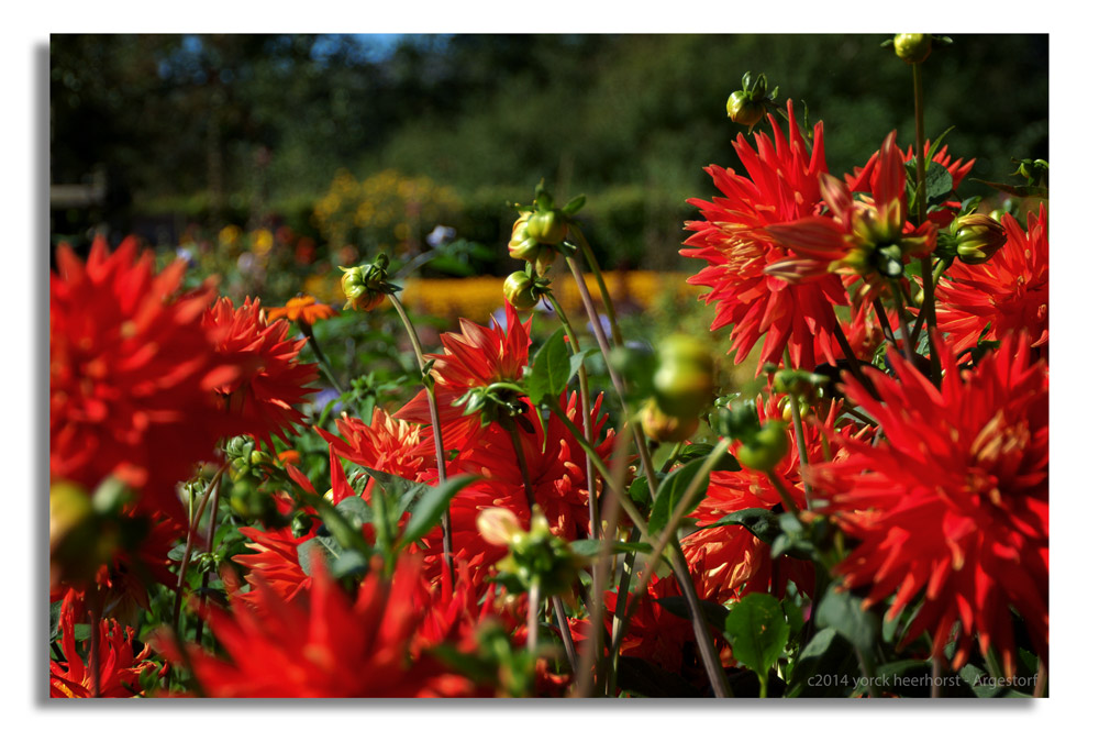 20140902 0111 Nolde Seebüll