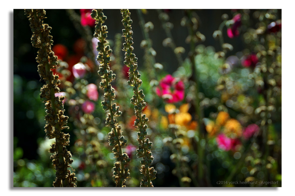 20140902 0115 Nolde Seebüll