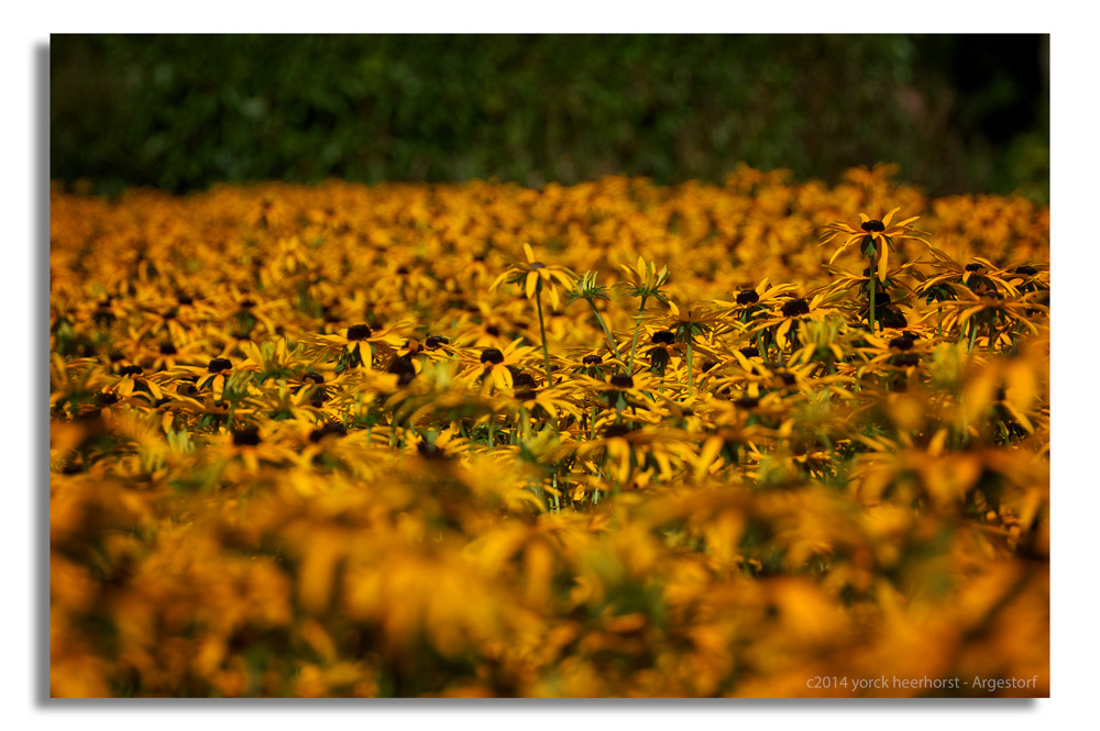 20140902 0121 Nolde Seebüll