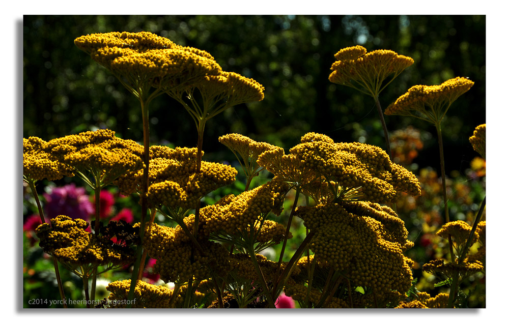 20140902 0141 Nolde Seebüll