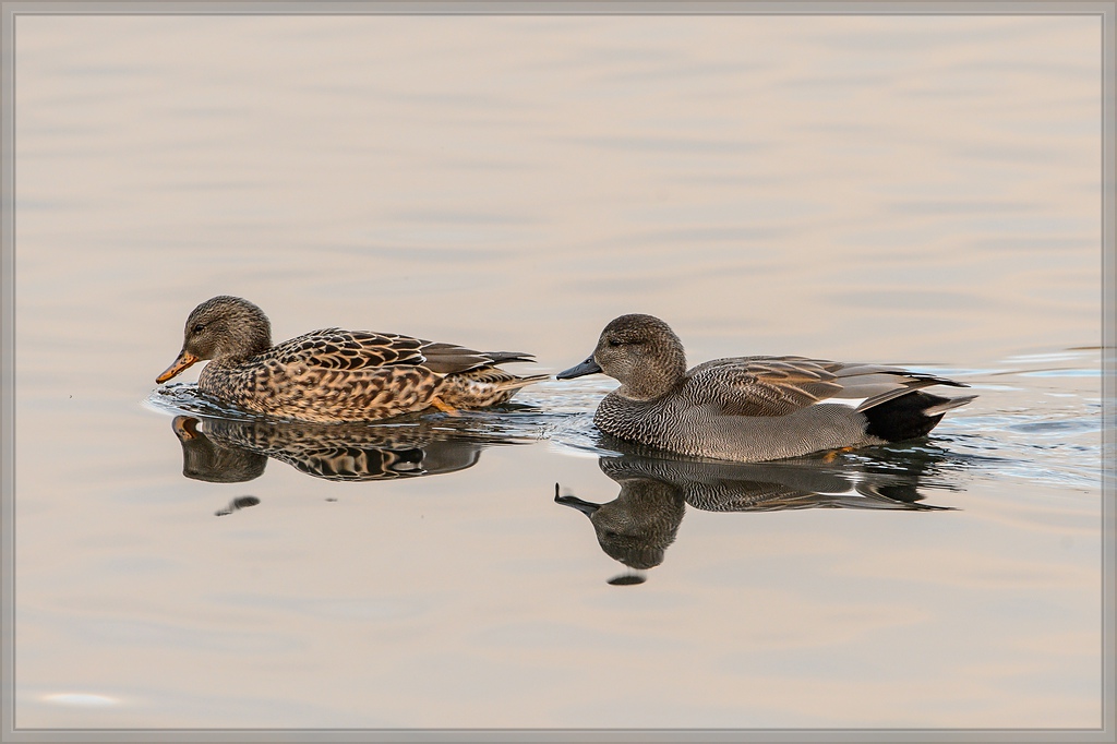 20141101 2592 [NIKON D4] 600 mm,1 400 Sek. bei ƒ   8,0