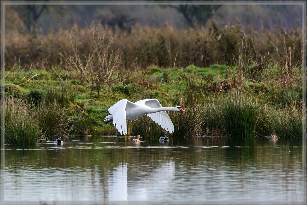 20141101 3137 [NIKON D7100] 400 mm,1 1250 Sek. bei ƒ   5,6