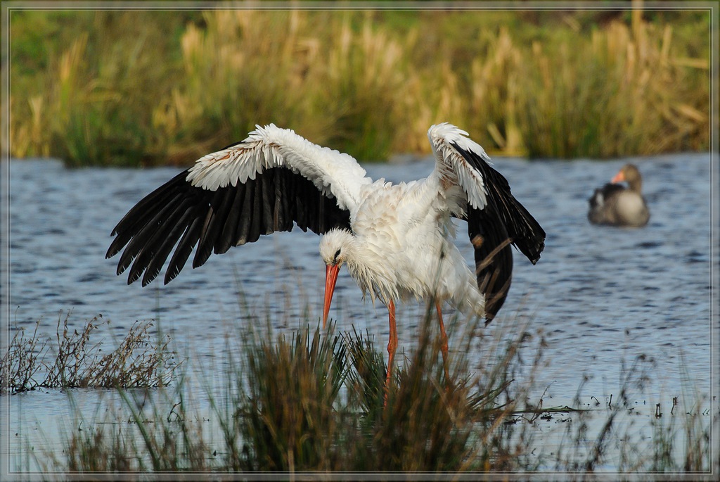 20141102 0007 [NIKON 1 V1] 300 mm,1 1000 Sek. bei ƒ   5,6