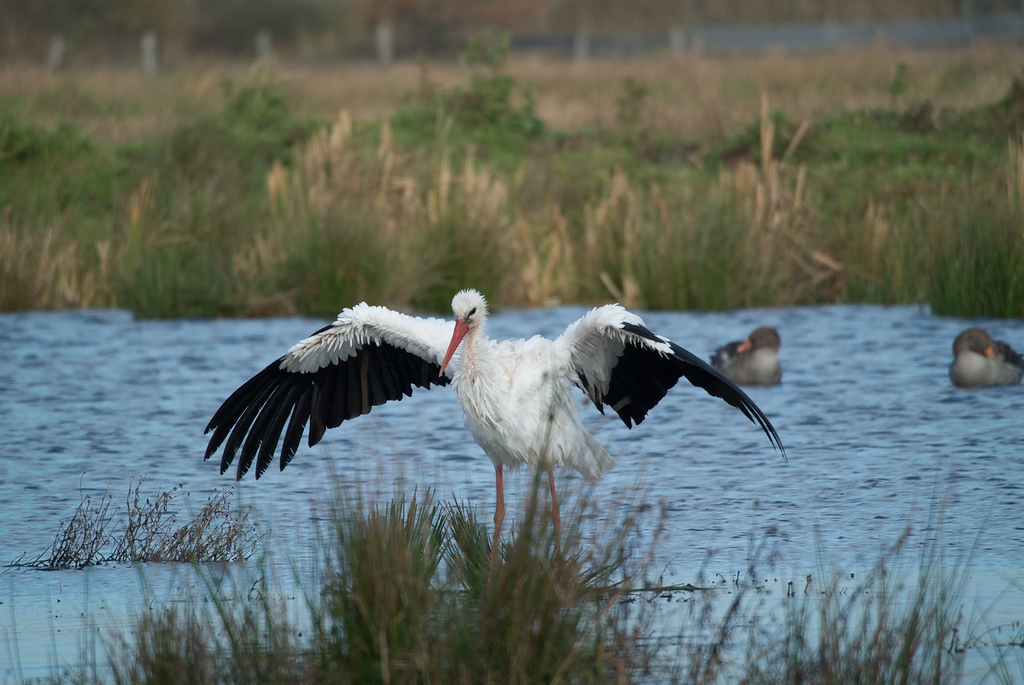 20141102 0027 [NIKON 1 V1] 300 mm,1 640 Sek. bei ƒ   5,6 2