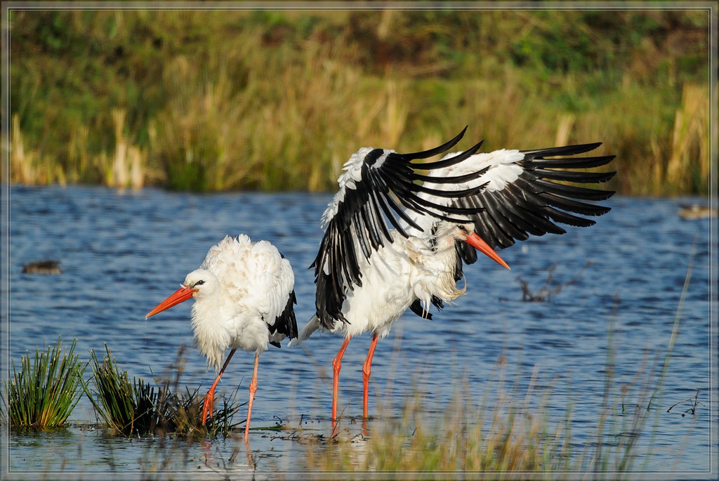 20141102 0084 [NIKON 1 V1] 300 mm,1 1600 Sek. bei ƒ   5,6 2