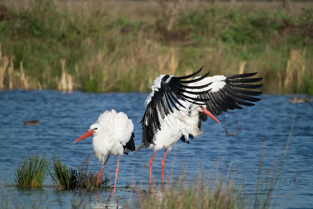 20141102 0084 [NIKON 1 V1] 300 mm,1 1600 Sek. bei ƒ   5,6