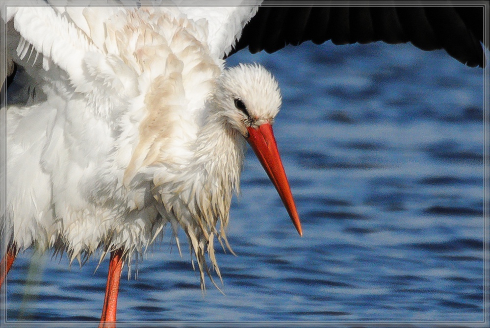 20141102 0097 [NIKON 1 V1] 300 mm,1 1600 Sek. bei ƒ   5,6 2