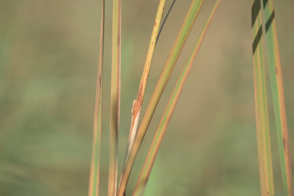 20141102 1318 [NIKON D810] 500 mm,1 200 Sek. bei ƒ   5,6