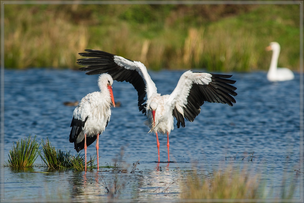 20141102 1732 [NIKON D810] 500 mm,1 1000 Sek. bei ƒ   5,6