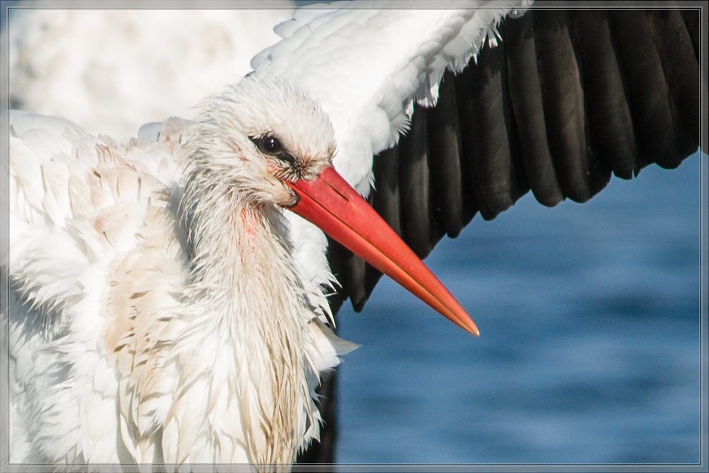 20141102 1818 [NIKON D810] 500 mm,1 1000 Sek. bei ƒ   5,6 3