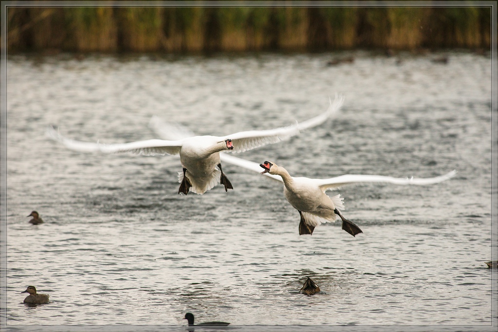 20141102 2455 [NIKON D810] 500 mm,1 160 Sek. bei ƒ   5,6
