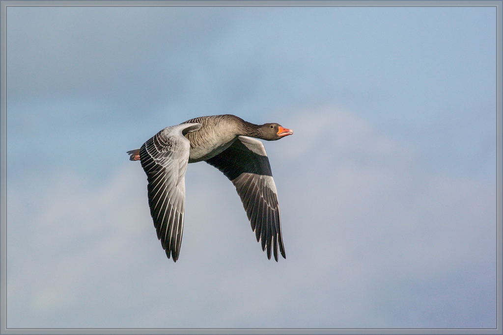 20141108 0837 [NIKON 1 V3] 300 mm,1 1600 Sek. bei ƒ   6,3